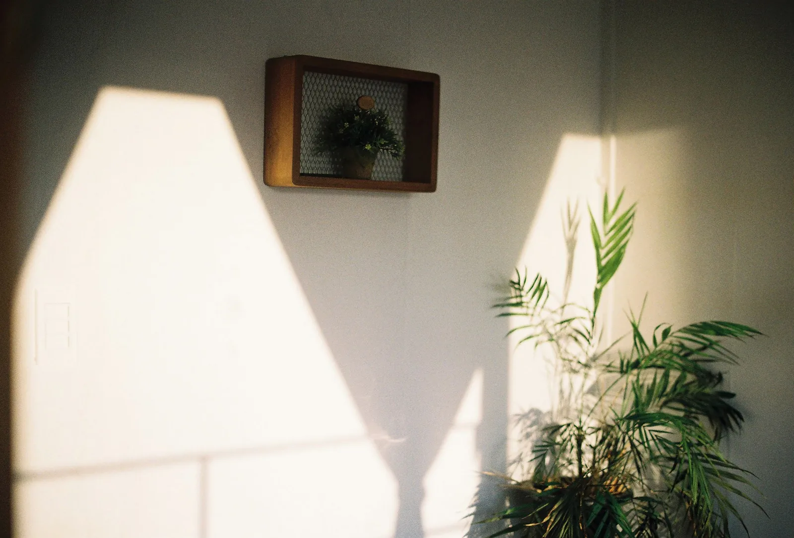 Late light and a plant by the window